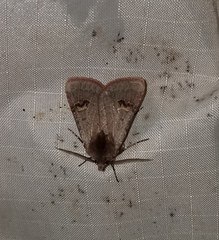 Eucoptocnemis fimbriaris