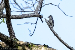 Yungipicus moluccensis