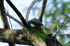 Yungipicus moluccensis