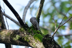 Yungipicus moluccensis