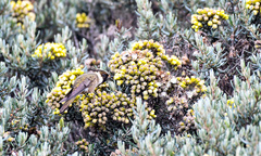Oxypogon stuebelii