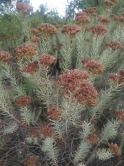 Hymenolepis crithmifolia