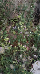 Fleischmannia incarnata