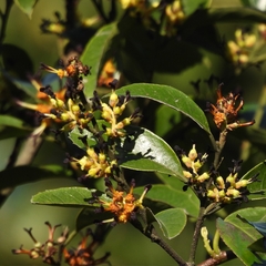 Eustigma oblongifolium