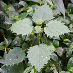 Urtica thunbergiana