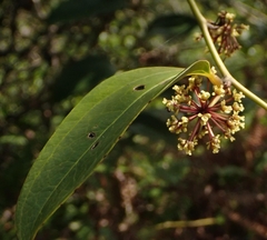 Smilax china