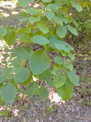 Cornus sanguinea