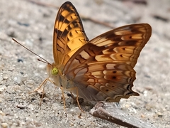 Vagrans sinha