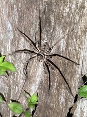 Heteropoda