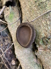 Trichaleurina tenuispora