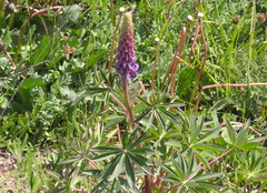 Lupinus polyphyllus