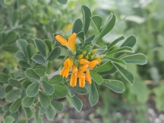Medicago arborea