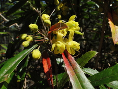 Berberis julianae