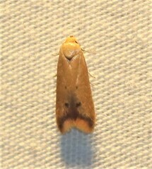 Tachystola acroxantha