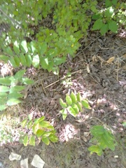 Polygonatum multiflorum
