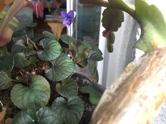 Rostratae