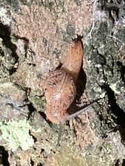 Fastosarion