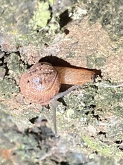 Fastosarion