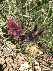 Brassiceae
