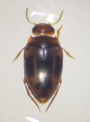 Graptodytes pictus