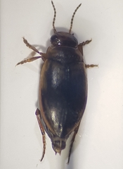 Hydroporus palustris