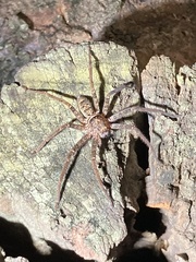 Heteropoda