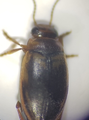 Hydroporus palustris