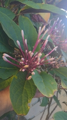 Clerodendrum quadriloculare