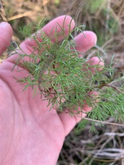 Eupatorium leptophyllum