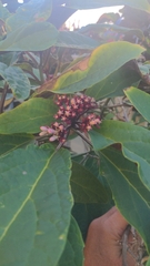 Clerodendrum quadriloculare