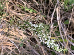 Eupatorium leptophyllum