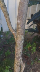 Clerodendrum quadriloculare