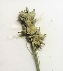 Carex cephalophora