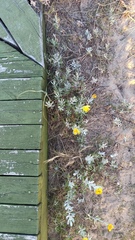 Senecio crassiflorus