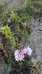 Stevia satureiifolia