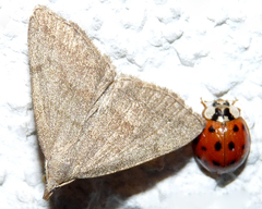 Pechipogo strigilata