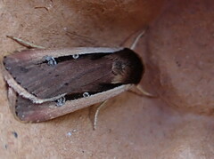 Ochropleura leucogaster