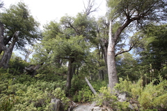 Nothofagus dombeyi