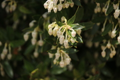 Gaultheria phillyreifolia