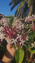 Clerodendrum quadriloculare