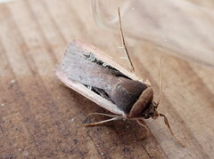 Ochropleura leucogaster