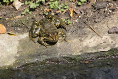 Pelophylax kurtmuelleri