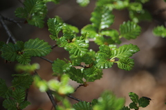 Nothofagus pumilio