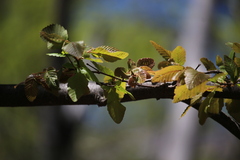 Nothofagus alpina
