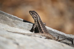 Liolaemus septentrionalis