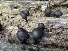 Xylaria obovata