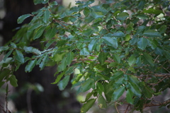 Azara serrata