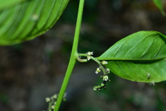 Deeringia polysperma