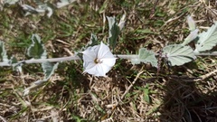 Convolvulus hermanniae