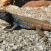 Tenerife Lizard - Photo (c) Siegfried Troidl, some rights reserved (CC BY-NC), uploaded by Siegfried Troidl